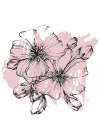 Sakura flowers minimal art Art Print