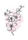 Sakura flowers minimal art Art Print