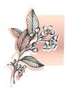 Eucalyptus flowers minimal art Art Print