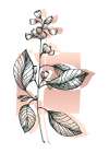 Eucalyptus flowers minimal art Art Print