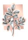 Eucalyptus flowers minimal art Art Print