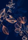 Eucalyptus flowers minimal art Art Print
