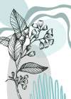 Eucalyptus flowers minimal art Art Print