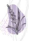 Lavender flowers Art Print
