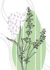 Lavender flowers Art Print