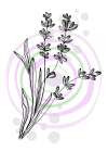 Lavender flowers Art Print