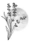 Lavender flowers Art Print