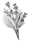 Lavender flowers Art Print