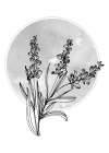 Lavender flowers Art Print