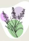 Lavender flowers Art Print