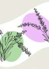 Lavender flowers Art Print