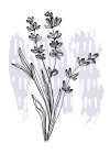 Lavender flowers Art Print