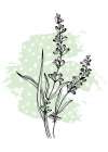 Lavender flowers Art Print
