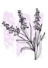 Lavender flowers Art Print