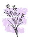 Lavender flowers Art Print