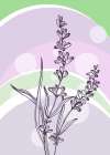 Lavender flowers Art Print