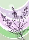 Lavender flowers Art Print