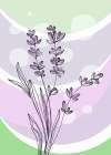 Lavender flowers Art Print