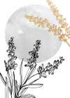 Lavender flowers Art Print