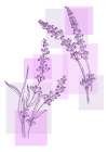 Lavender flowers Art Print