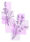 Lavender flowers Art Print