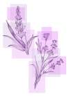 Lavender flowers Art Print
