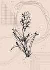 Lavender flowers Art Print