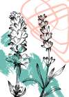 Lavender flowers Art Print