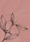 Jojoba plants Art Print
