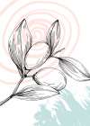 Jojoba plants Art Print