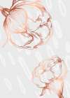 Peonies flowers minimal art Art Print
