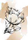 Peonies flowers minimal art Art Print