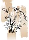 Peonies flowers minimal art Art Print