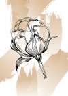 Peonies flowers minimal art Art Print