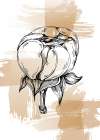 Peonies flowers minimal art Art Print