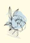 Peonies flowers minimal art Art Print