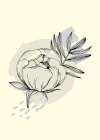 Peonies flowers minimal art Art Print