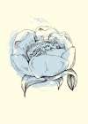 Peonies flowers minimal art Art Print