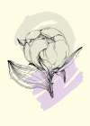 Peonies flowers minimal art Art Print