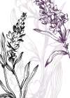 Lavender flowers Art Print