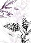 Lavender flowers Art Print