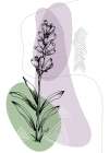 Lavender flowers Art Print