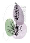 Lavender flowers Art Print