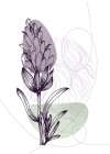 Lavender flowers Art Print