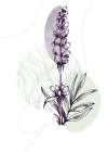 Lavender flowers Art Print