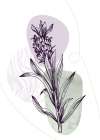 Lavender flowers Art Print