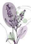 Lavender flowers Art Print