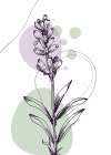Lavender flowers Art Print