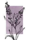 Lavender flowers Art Print