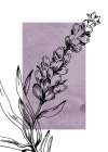 Lavender flowers Art Print